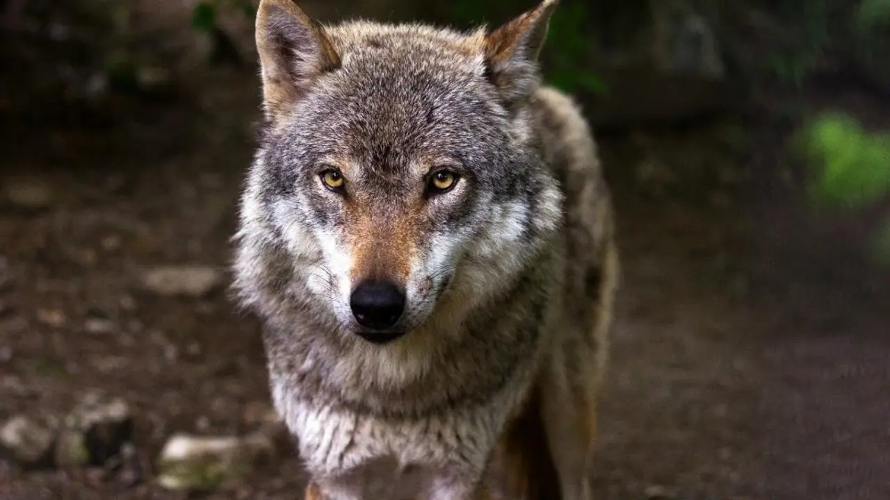 Un lobo | EP
