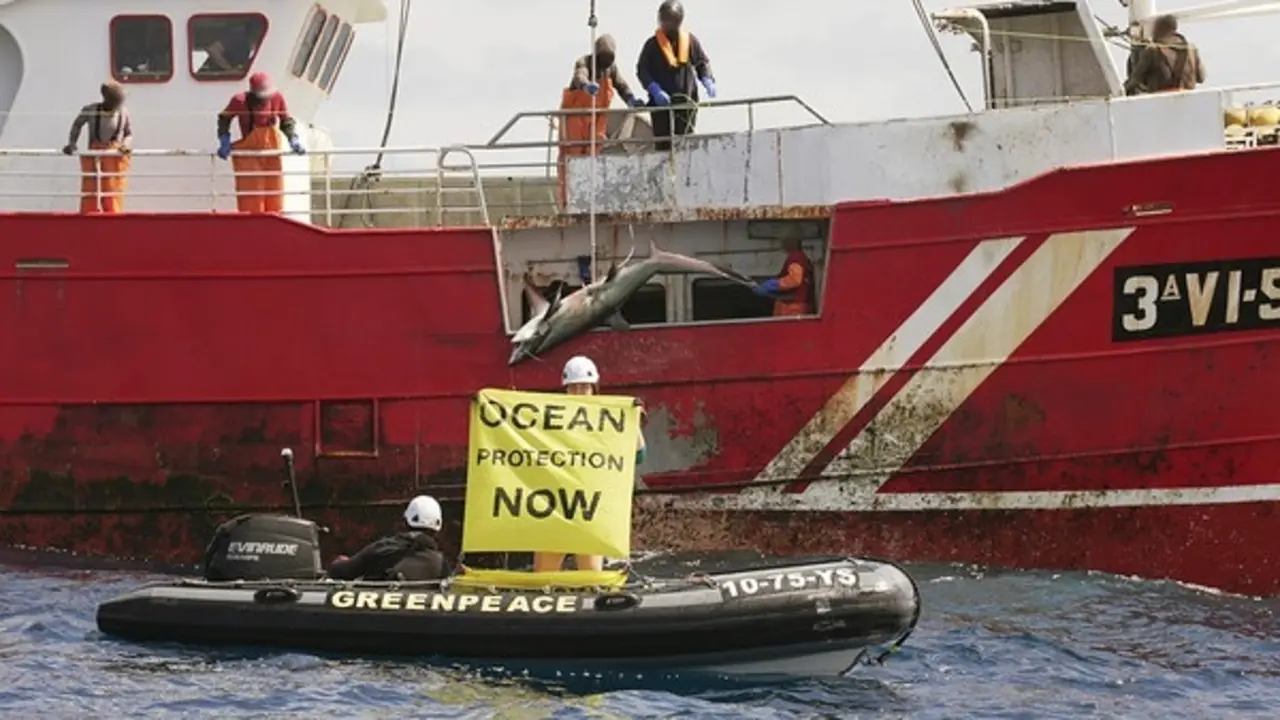 Greenpeace sorprende a un barco gallego pescando una especie de tibur&oacute;n no permitida en alta mar. | Europa Press.