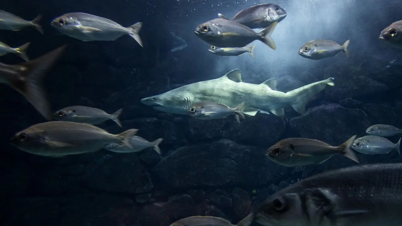 Gast&oacute;n, el tibur&oacute;n toro del Aquarium Finisterrae, vivi&oacute; 20 a&ntilde;os en el acuario coru&ntilde;&eacute;s. | Europa Press