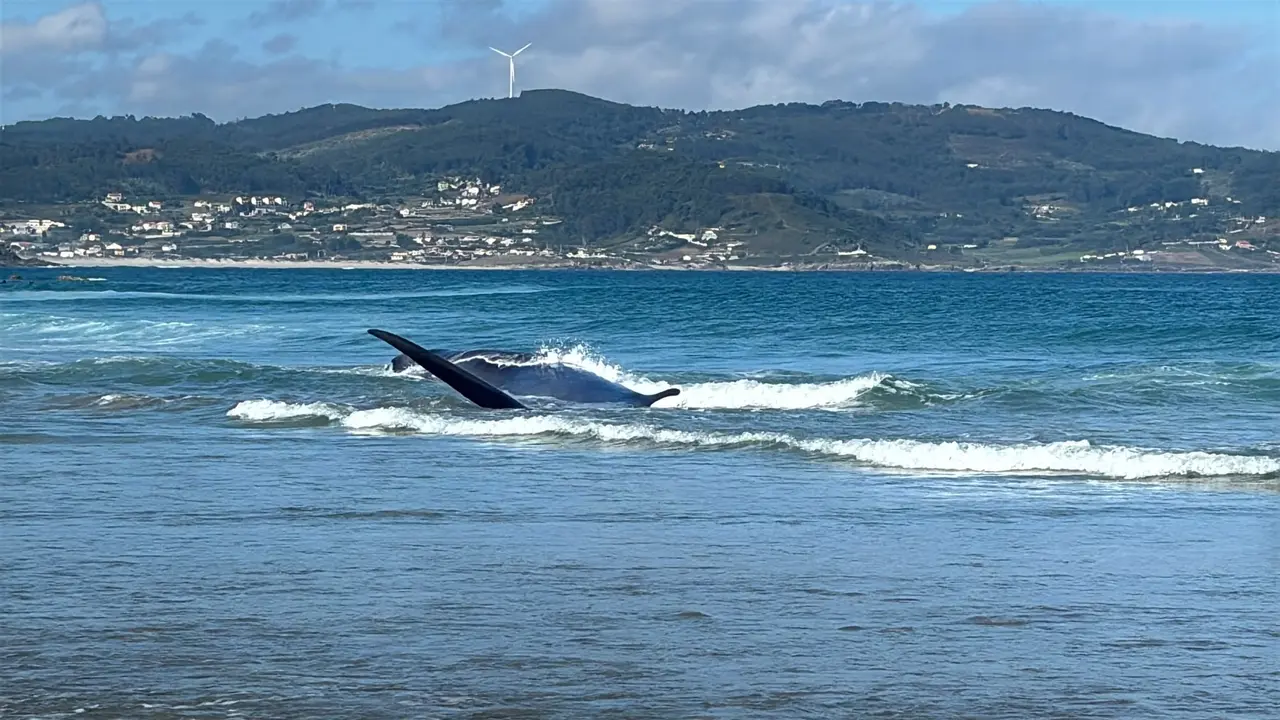 Cet&aacute;ceo en la playa de Sab&oacute;n. | Europa Press.